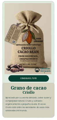 Granos de cacao Criollo de Soconusco, Chiapas, México